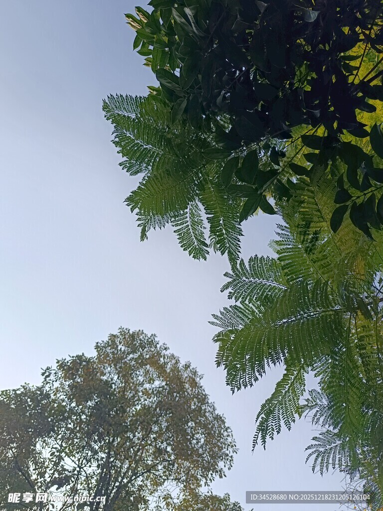 户外绿树蓝天自然景致