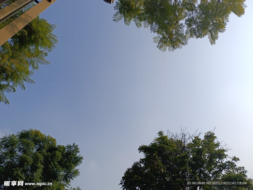 仰望蓝天绿树