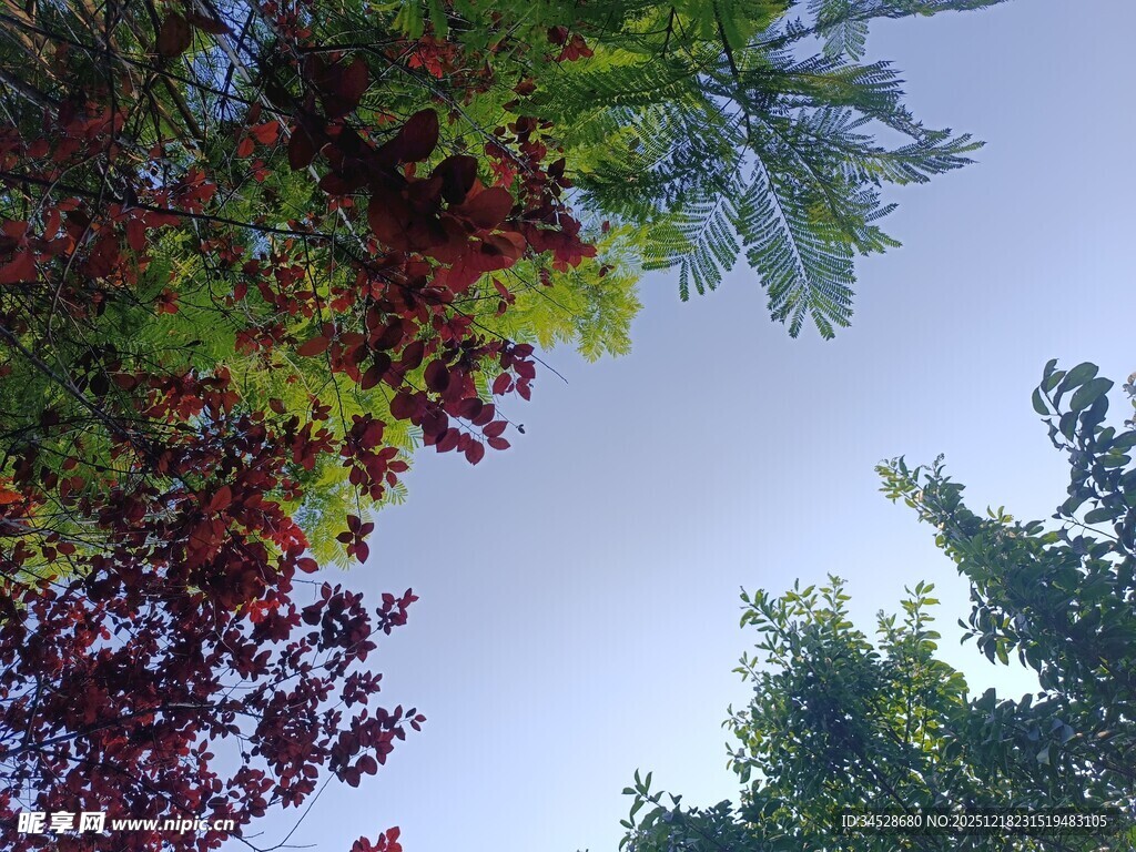 仰视多彩树木与蓝天