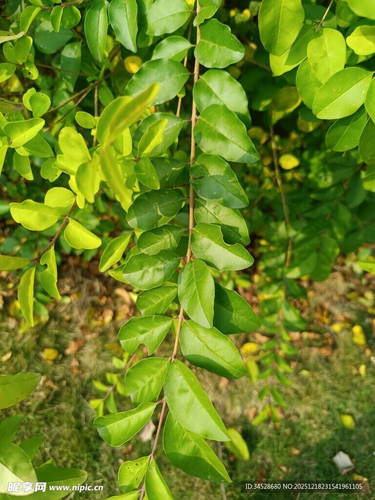翠绿藤蔓植物特写