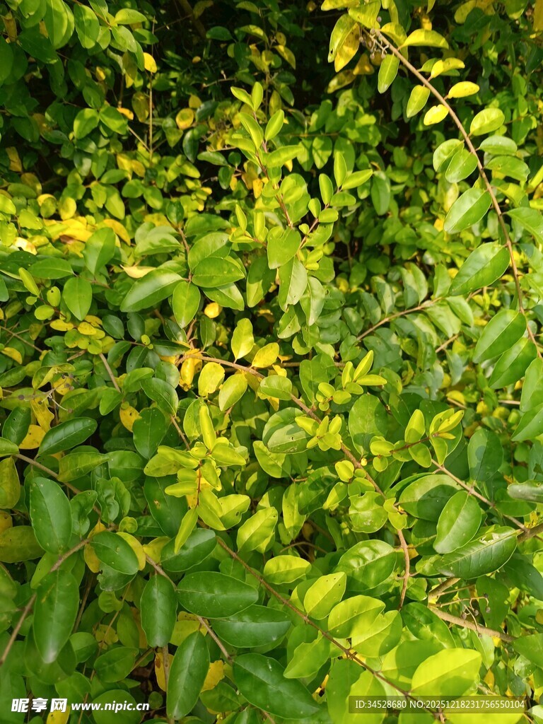 翠绿繁茂的植物景观