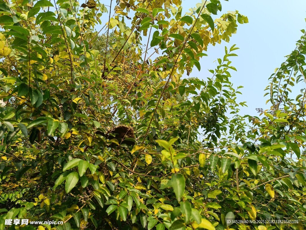 绿叶间的繁茂景象