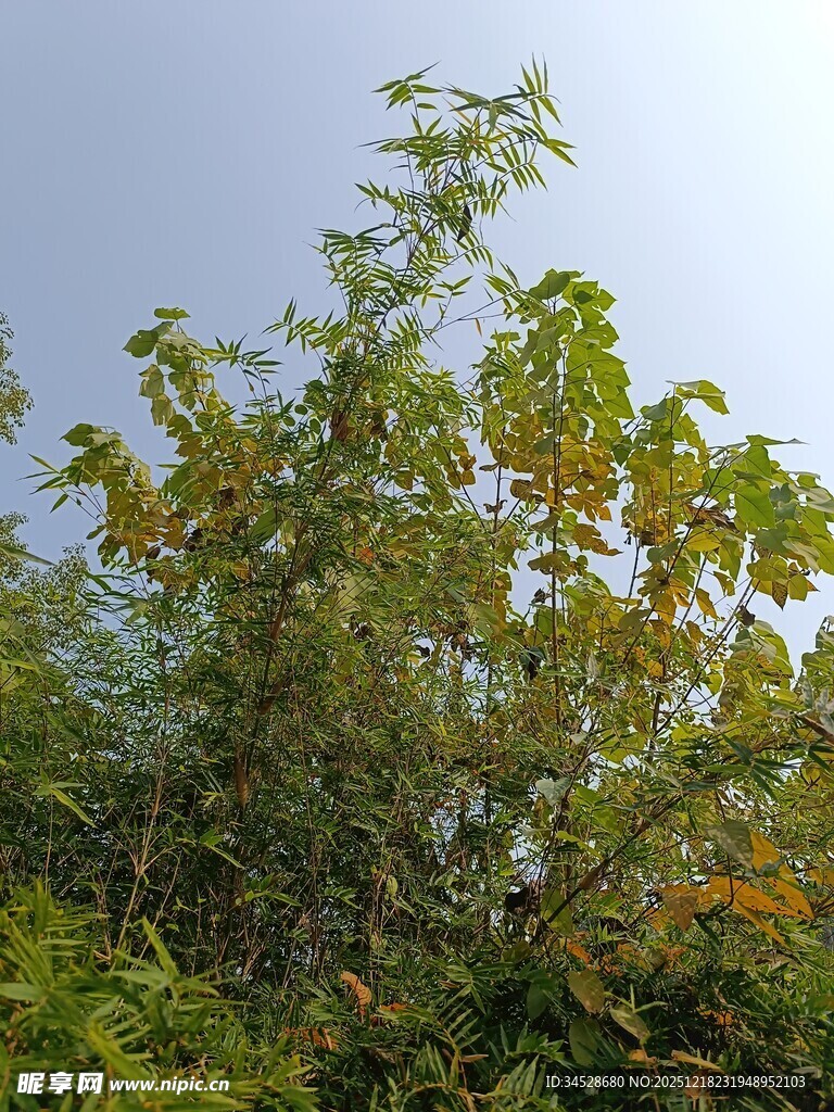 枝叶繁茂的绿树