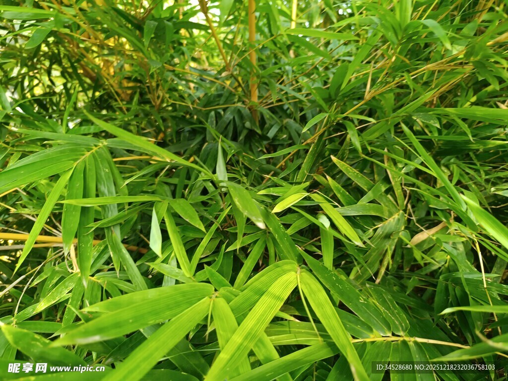 翠绿茂盛的蓬勃竹林景象