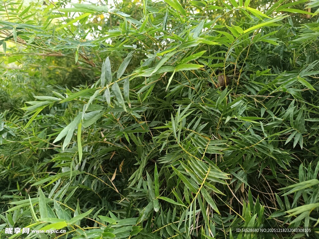 翠绿繁茂的丛生植物