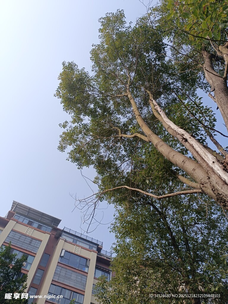 高楼旁茂盛的绿色树木