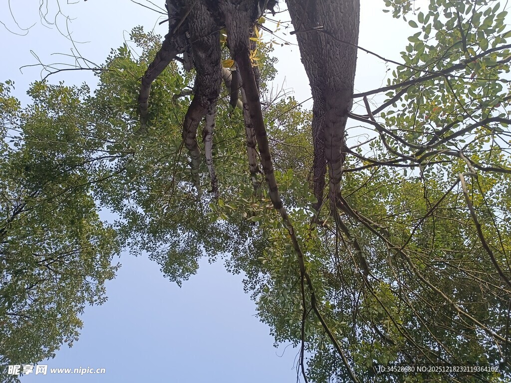 仰视繁茂树木与蓝天