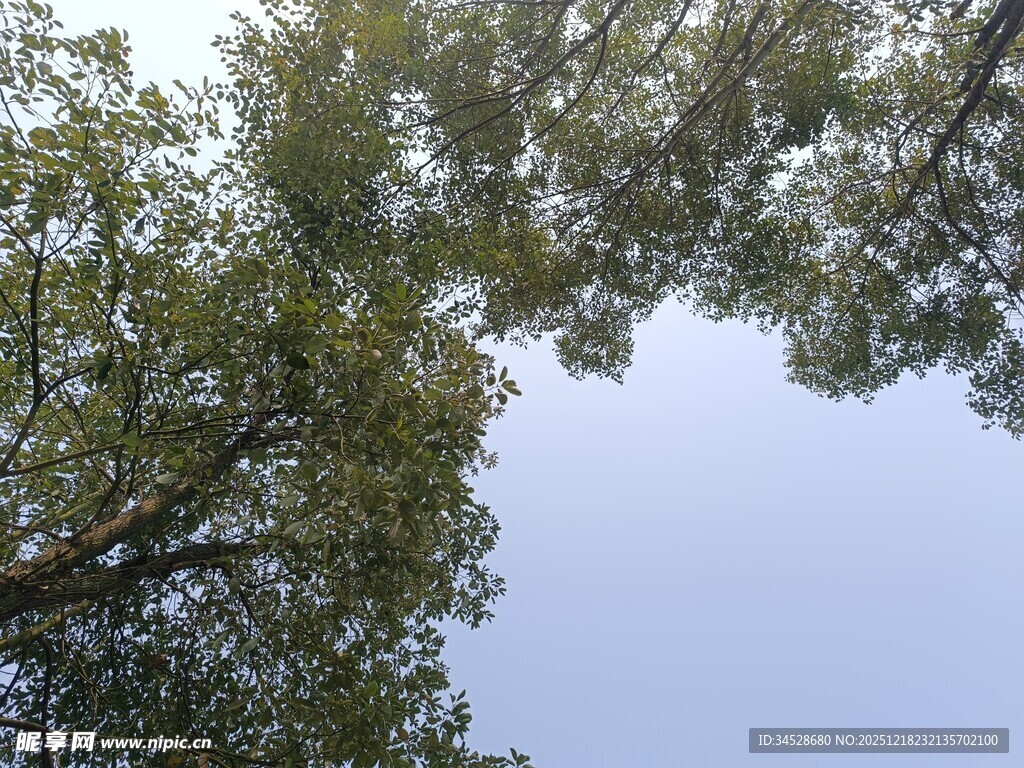 仰视葱郁树木与蓝天