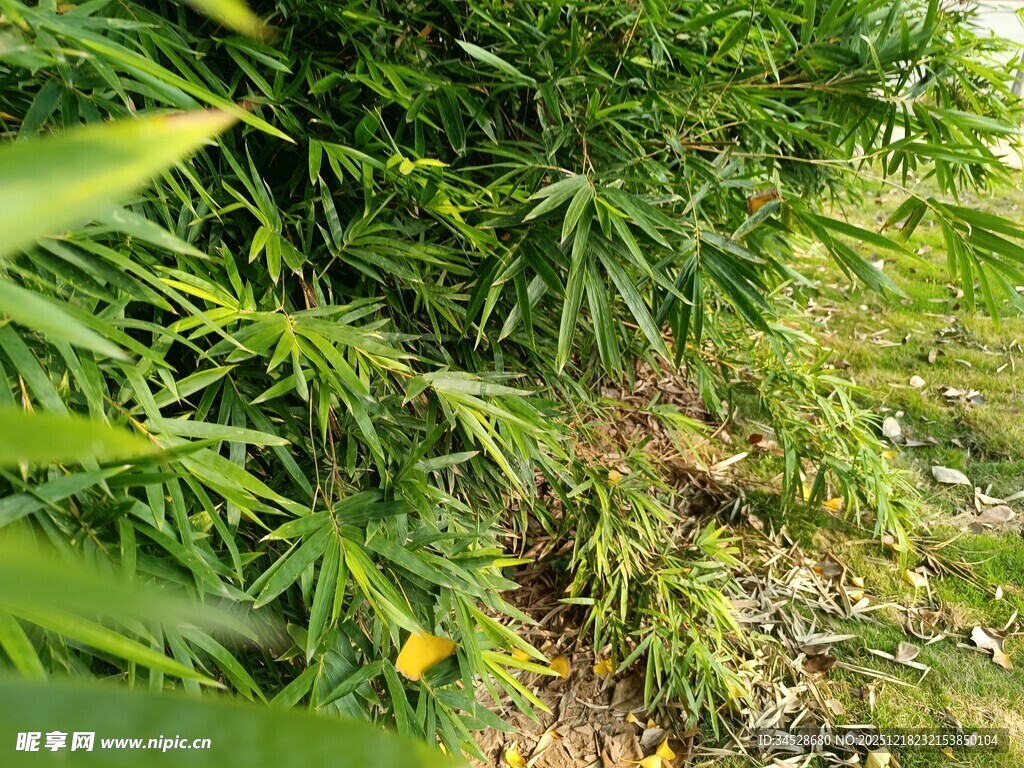 翠绿竹林下的生机景象