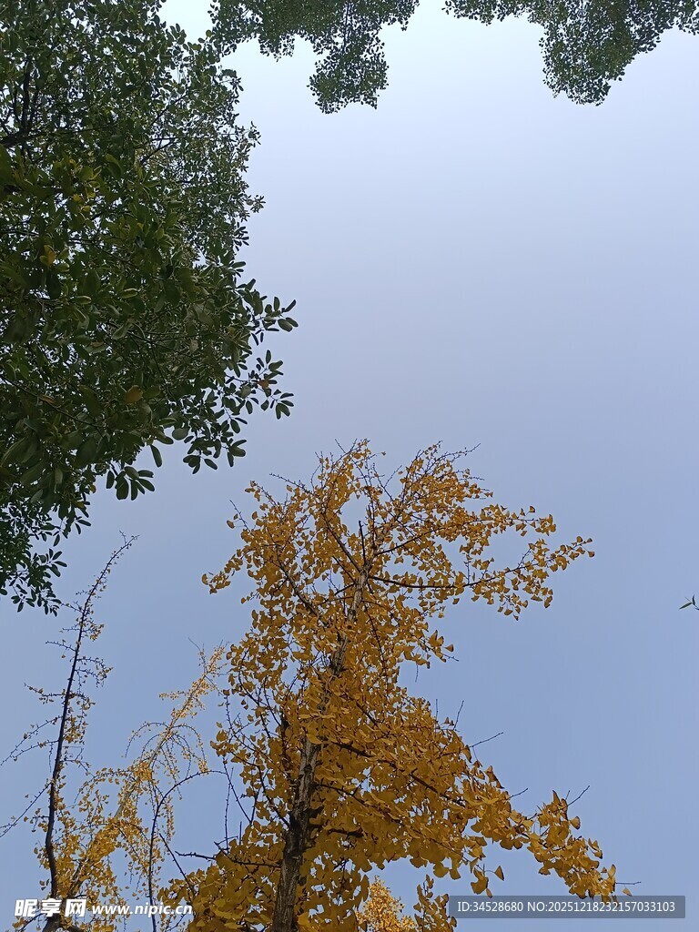仰望金黄银杏与蓝天绿树