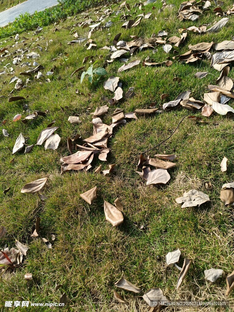 草地上散落的枯叶
