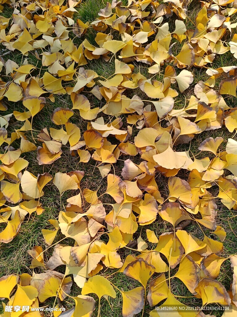 金黄银杏叶铺满地面