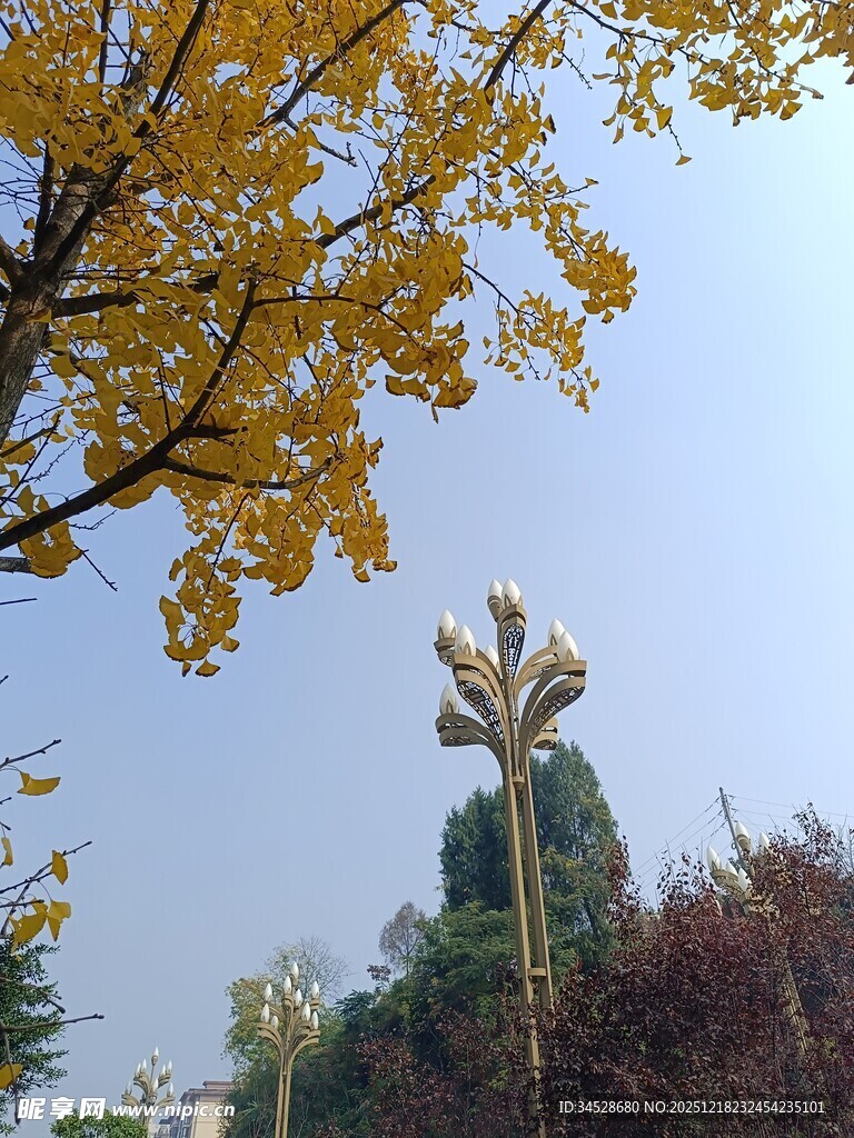 秋日银杏与雕塑景观