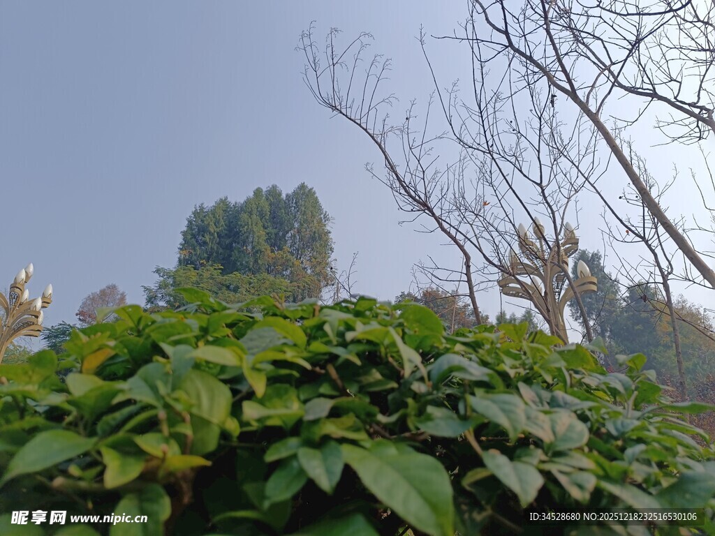 绿叶繁茂的植物景观