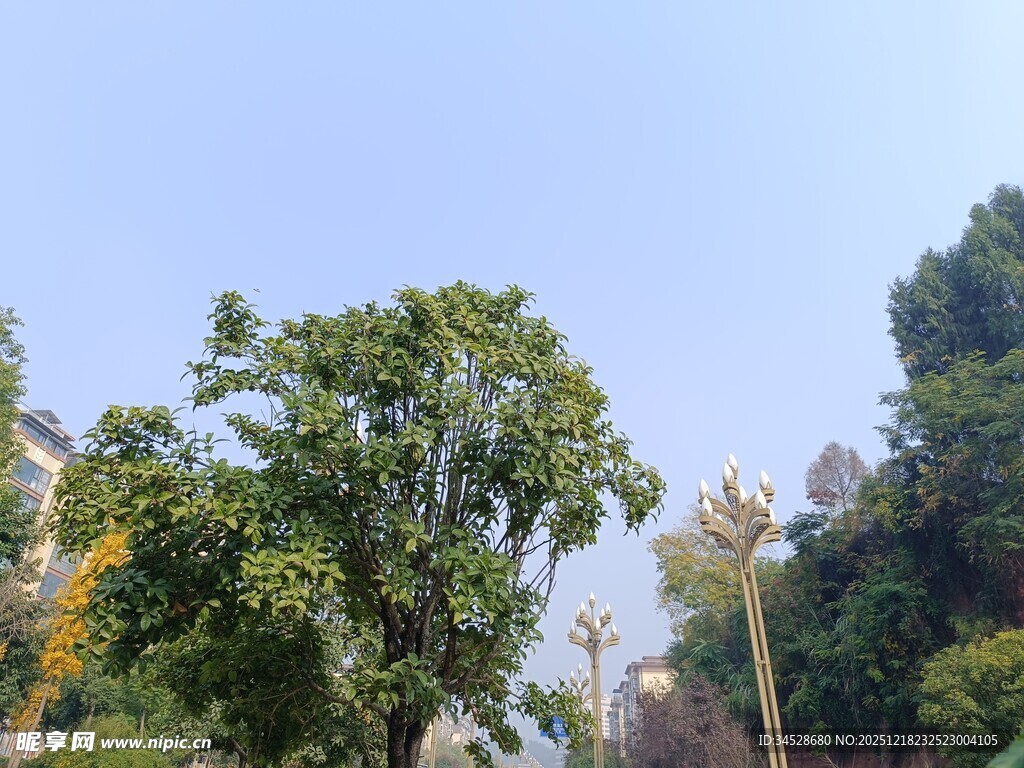 户外绿树蓝天自然景致