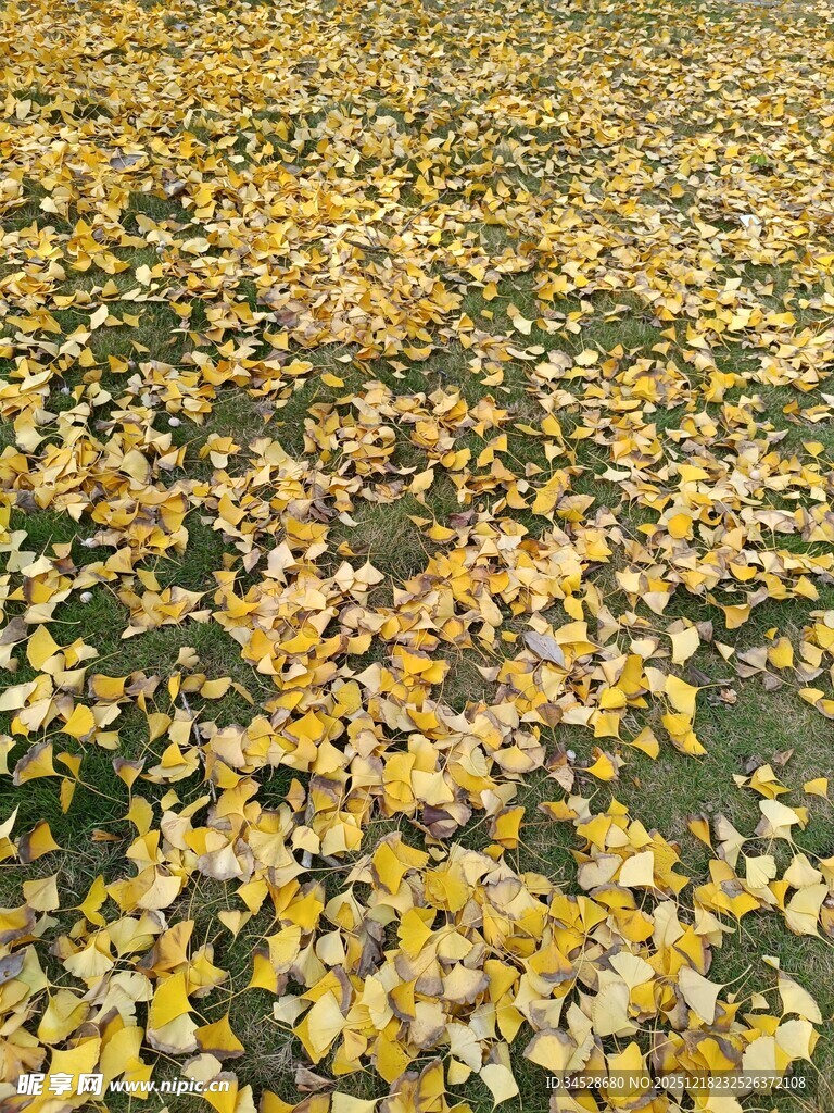 金黄落叶铺满地面的美景