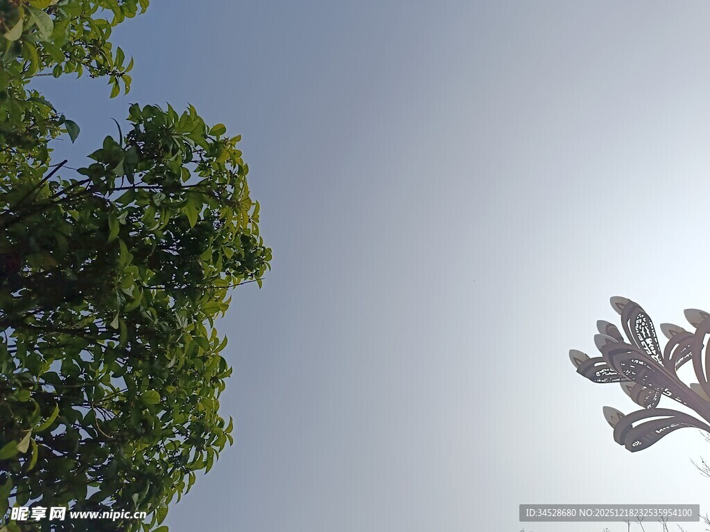 阳光下的树叶与蓝天