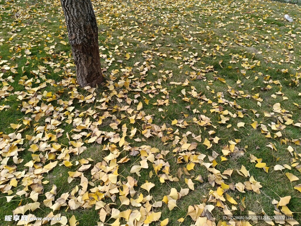 树下金黄落叶秋景图