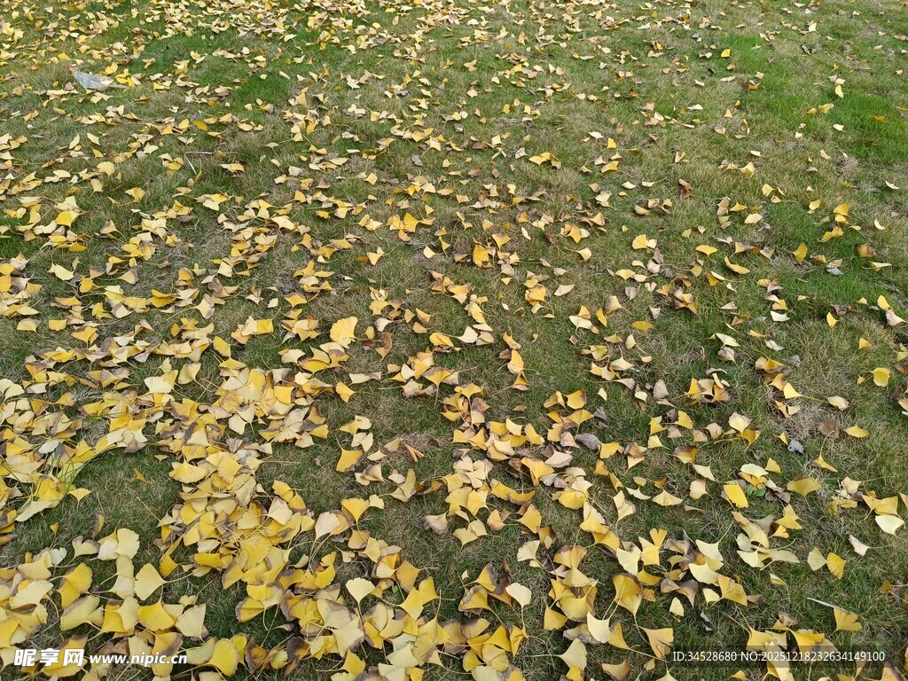 秋日落叶铺满草地