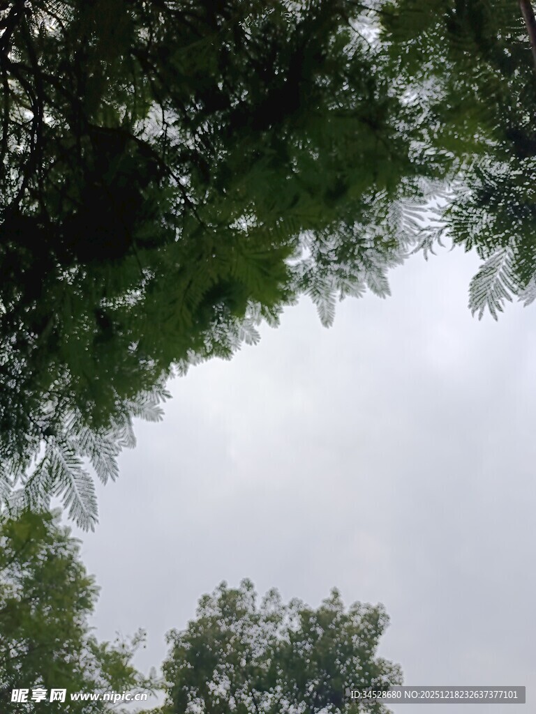 仰视绿树间的天空