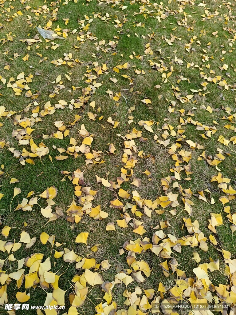 秋日草地落叶美景