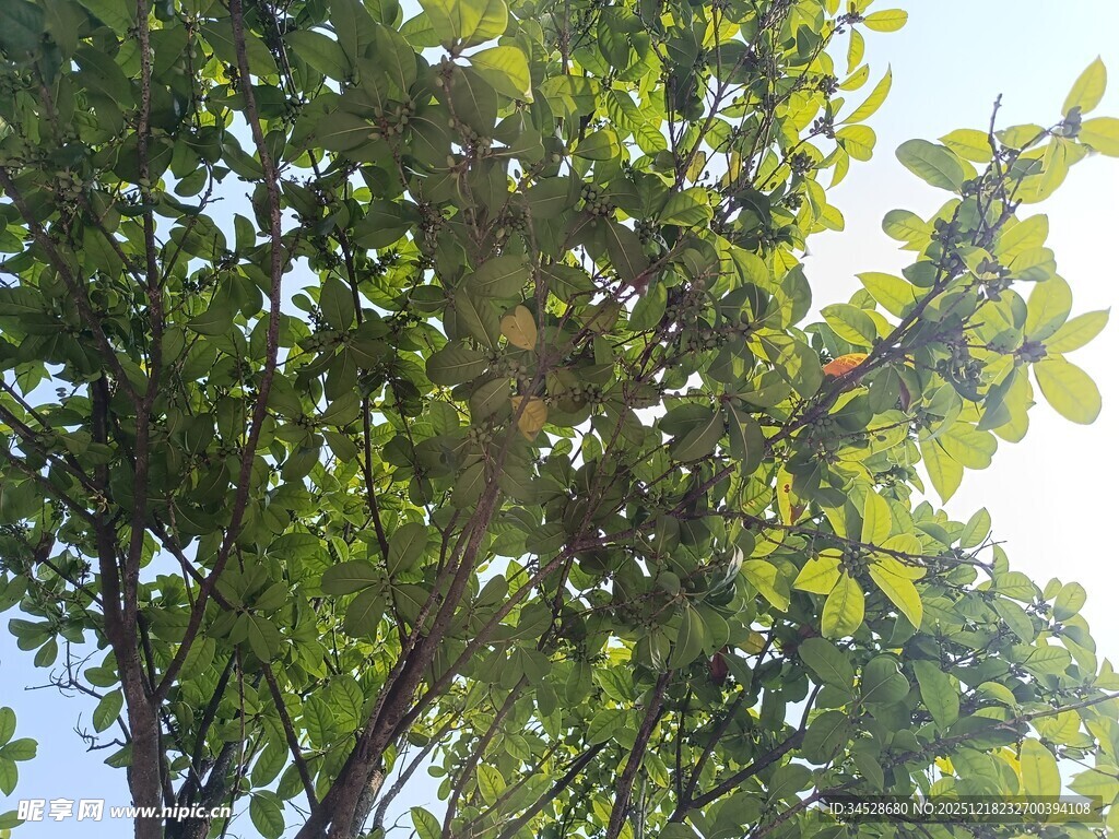 阳光下繁茂的绿树