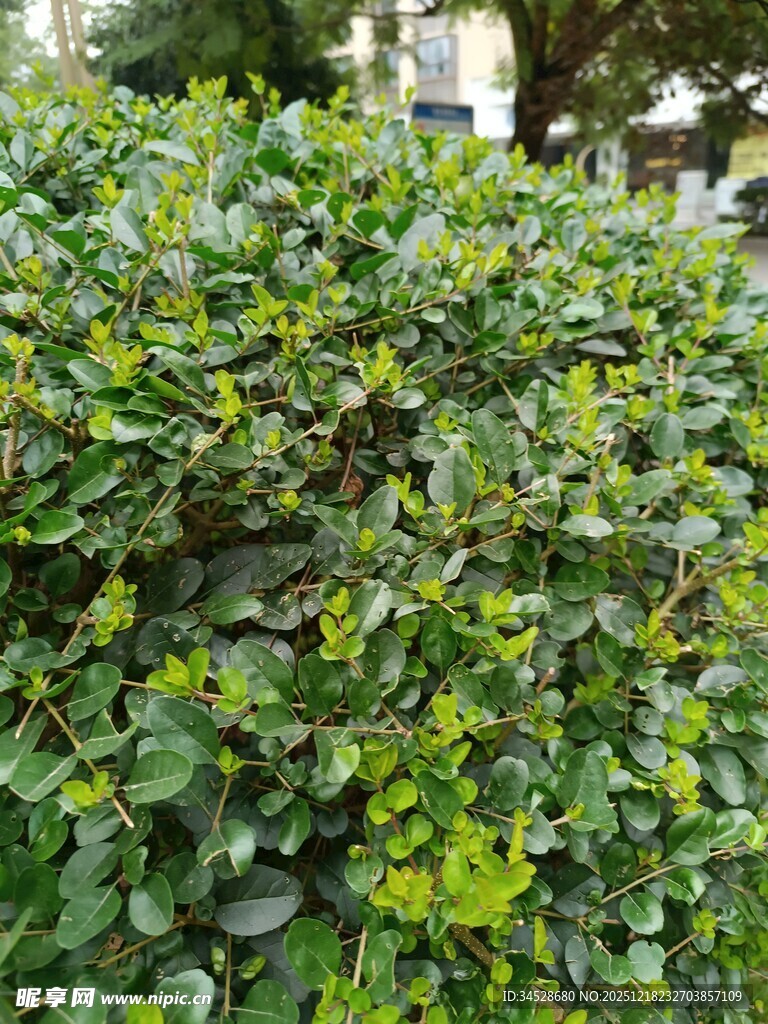 翠绿繁茂的灌木丛