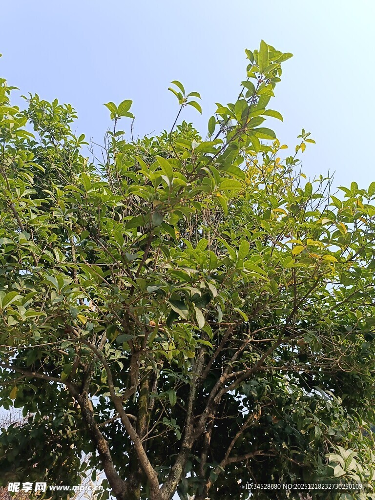 绿叶繁茂的树木