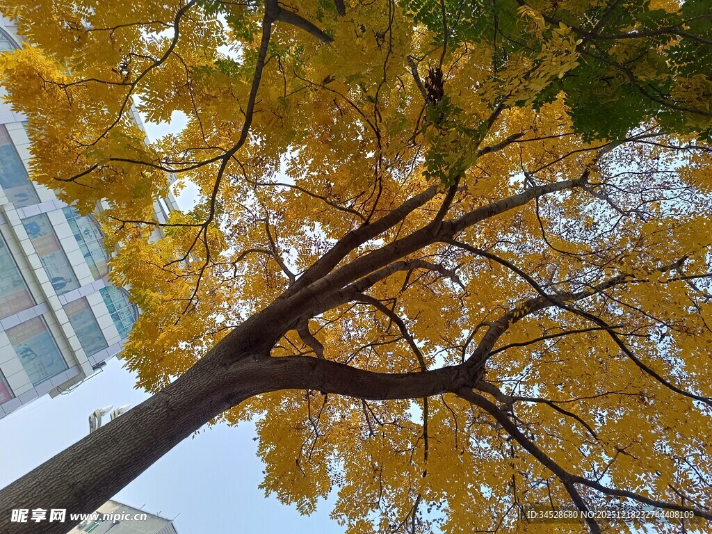 仰望金黄银杏树枝干