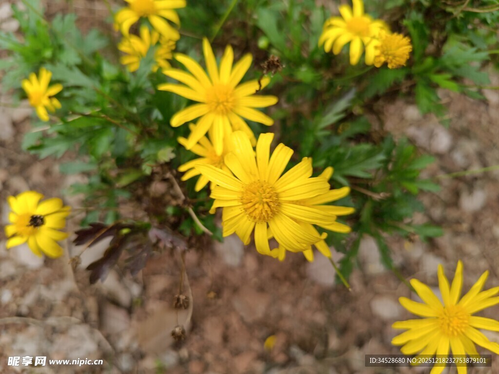 黄色小花绽放于泥土间