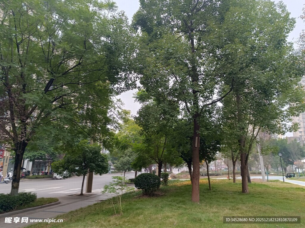 城市中的绿树与休闲小径