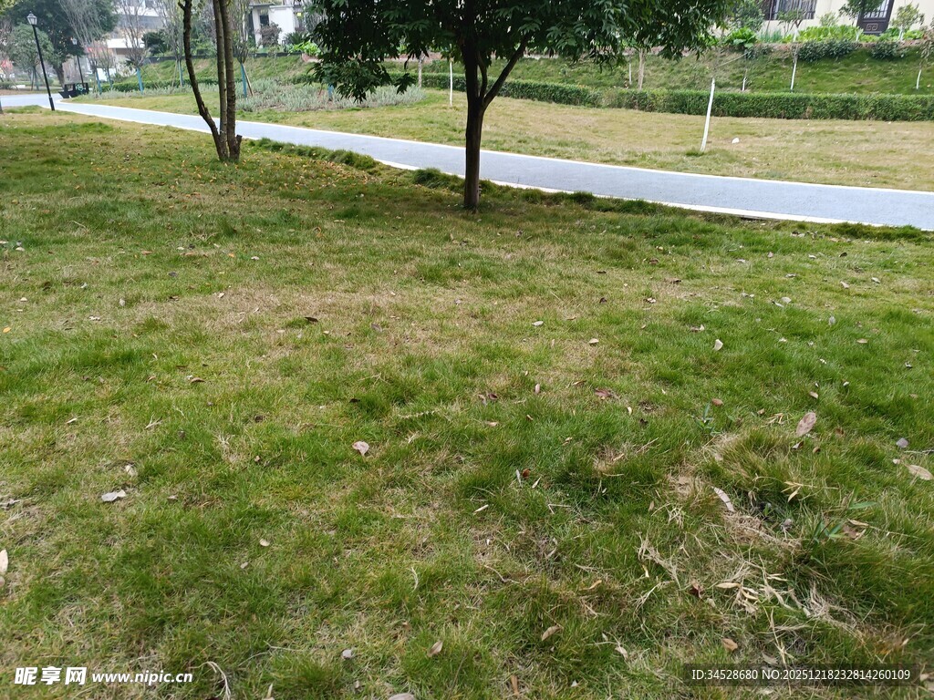 路边草地与树木景观