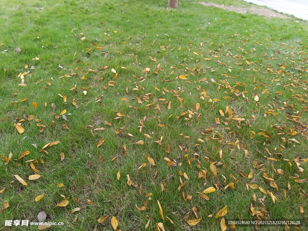 草地散落枯黄落叶
