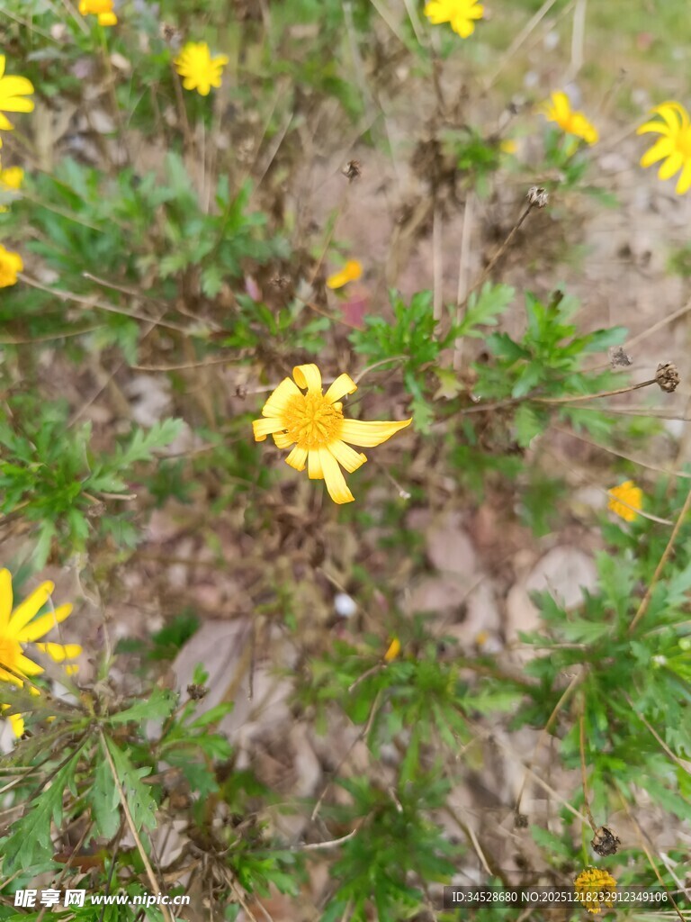 地上绽放的黄色小野花