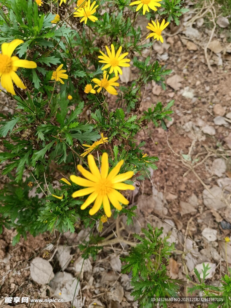 黄色小花绽放于地面