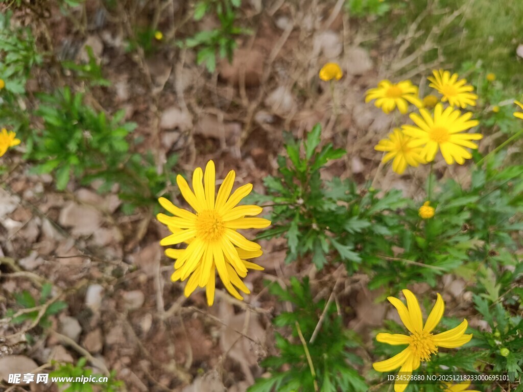 野外绽放的黄色小花