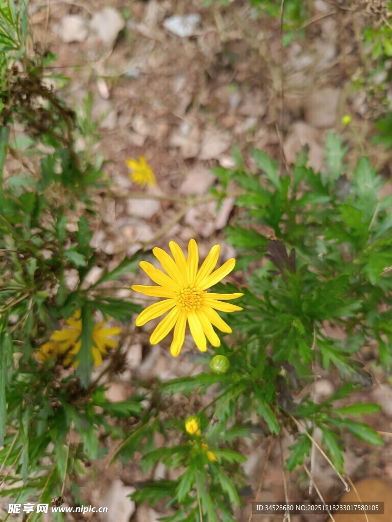 黄色小花绽放于绿叶间