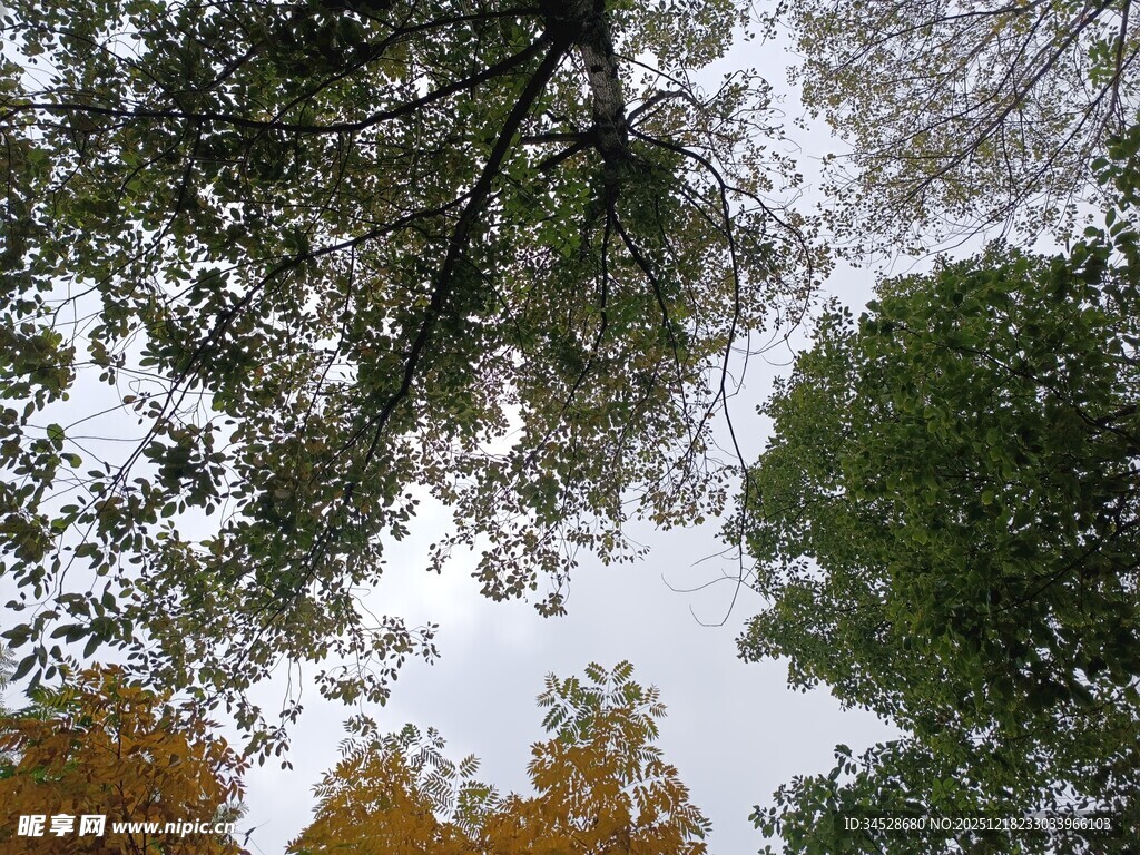 仰视树冠下的斑驳天空