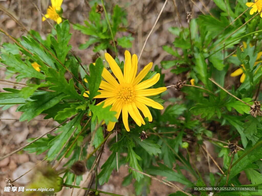 黄色小花绽放于绿叶间