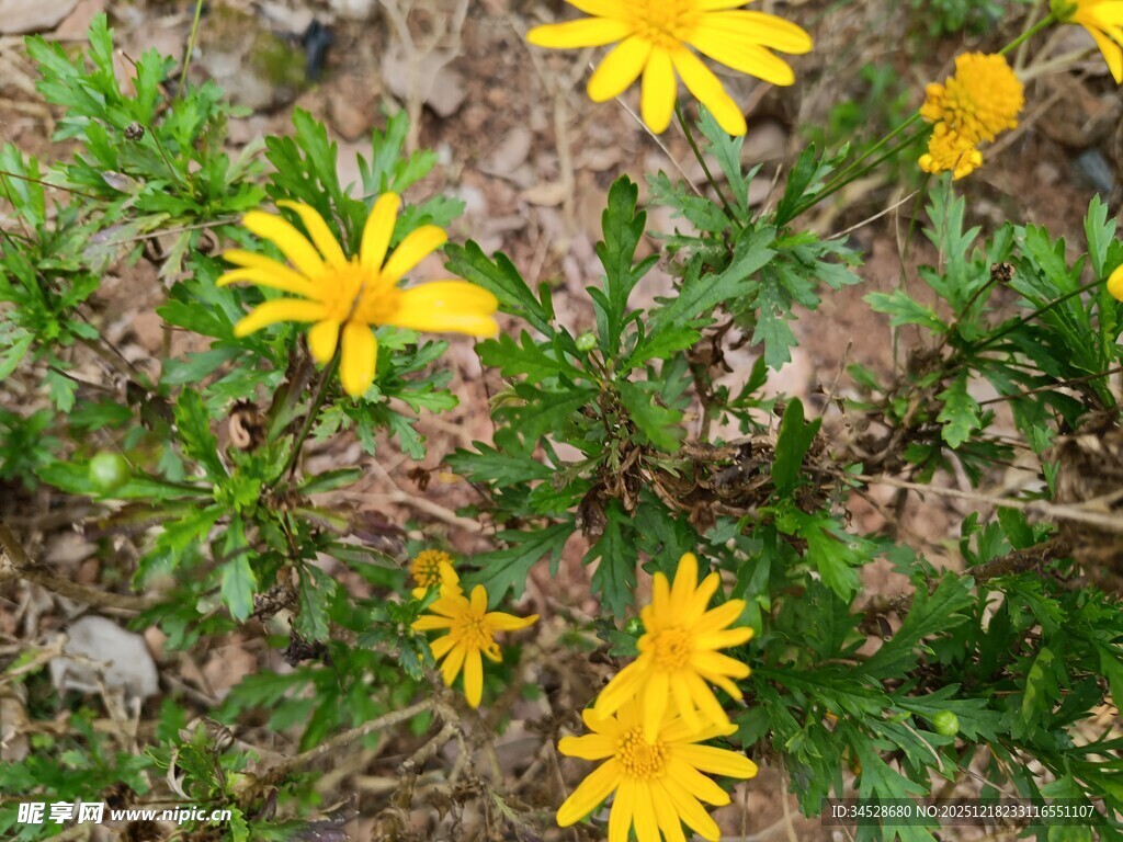 黄色小花绽放在草丛中