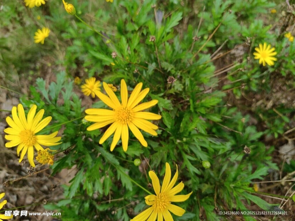 黄色小花绽放于绿叶间