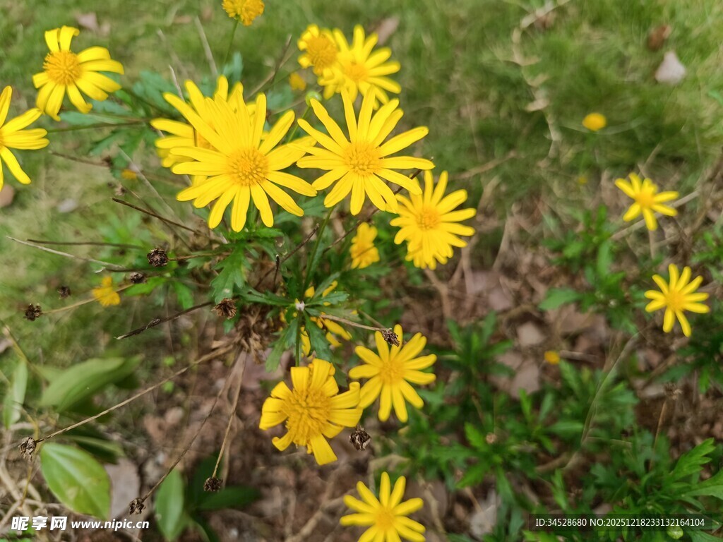 黄色小花绽放于草丛中