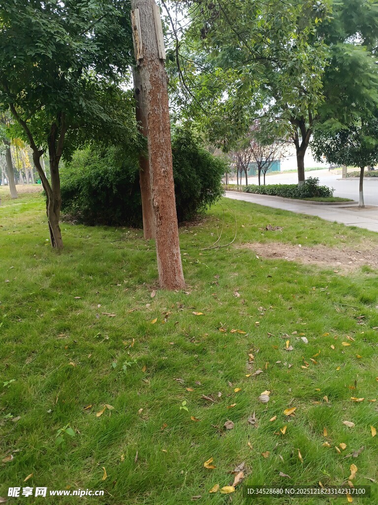 绿意盎然的公园草地场景