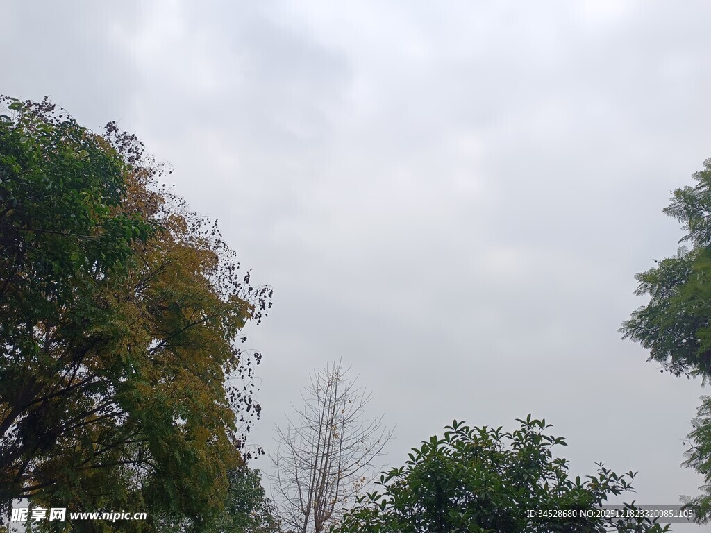 阴天中的绿树景观