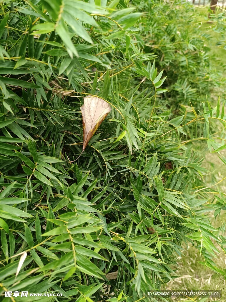 绿叶丛中的棕色物体