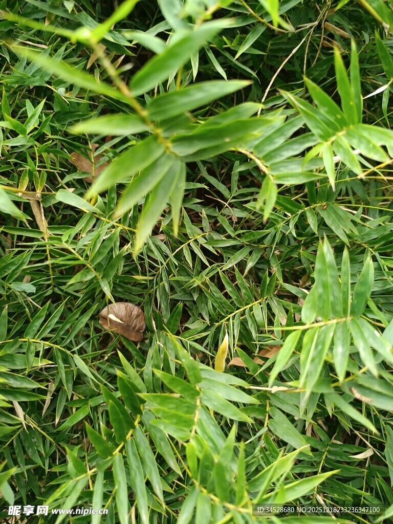 竹林中的鲜嫩竹笋