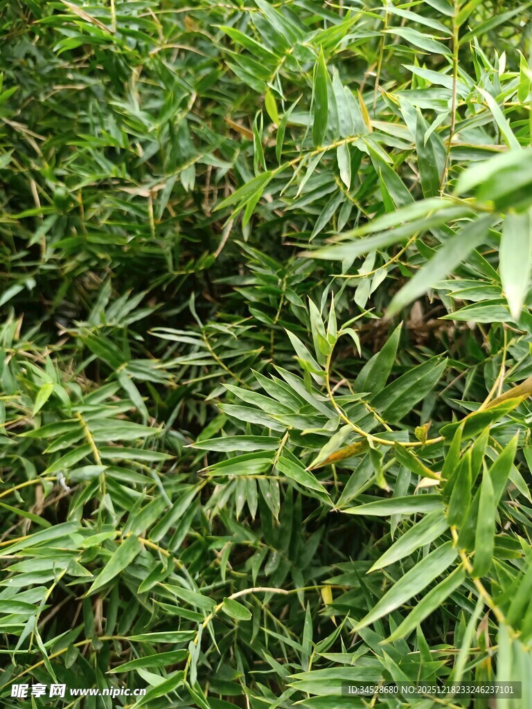 茂密翠绿的竹林景象