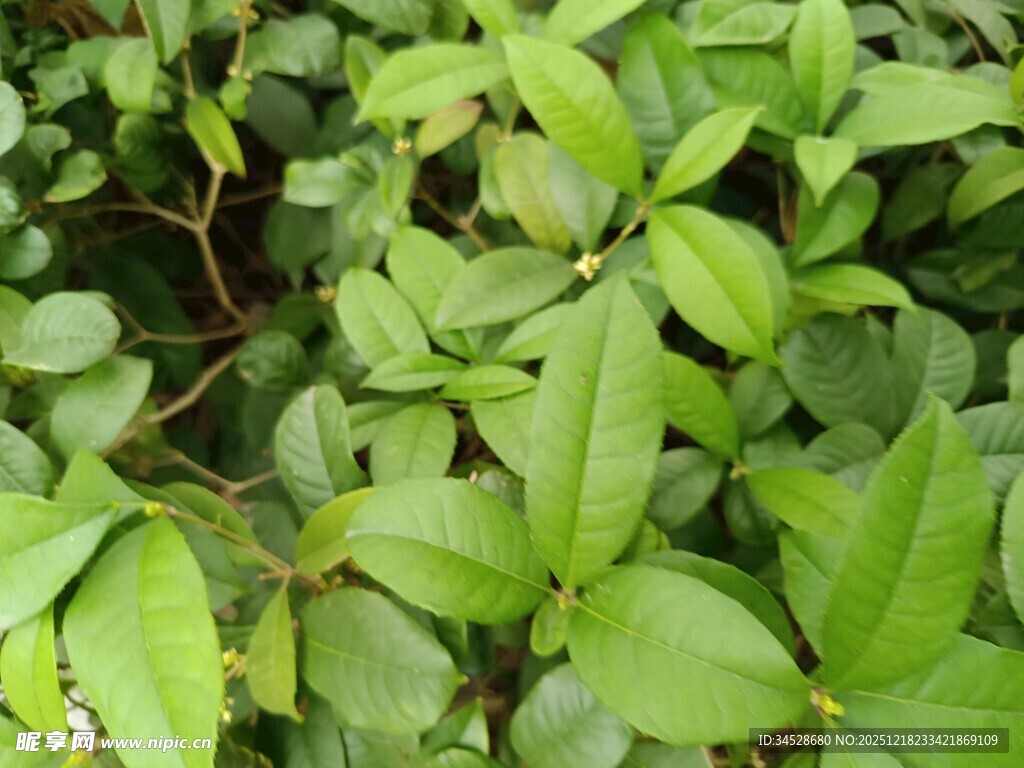 翠绿繁茂的植物叶片