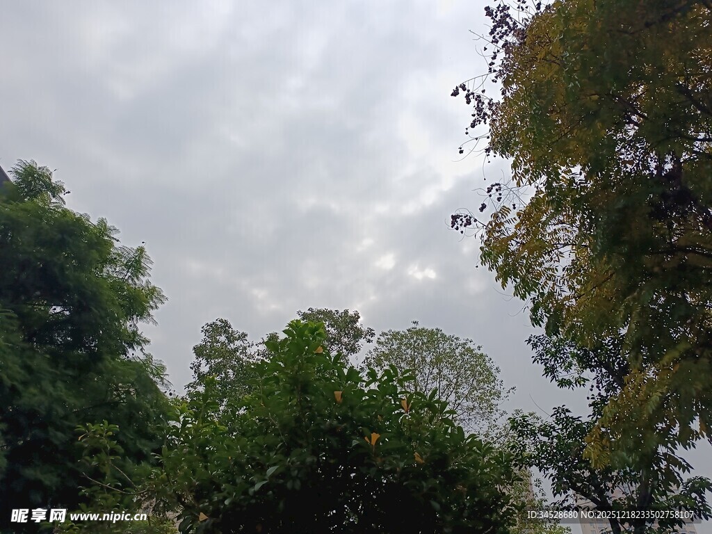 仰视绿树与灰白天空