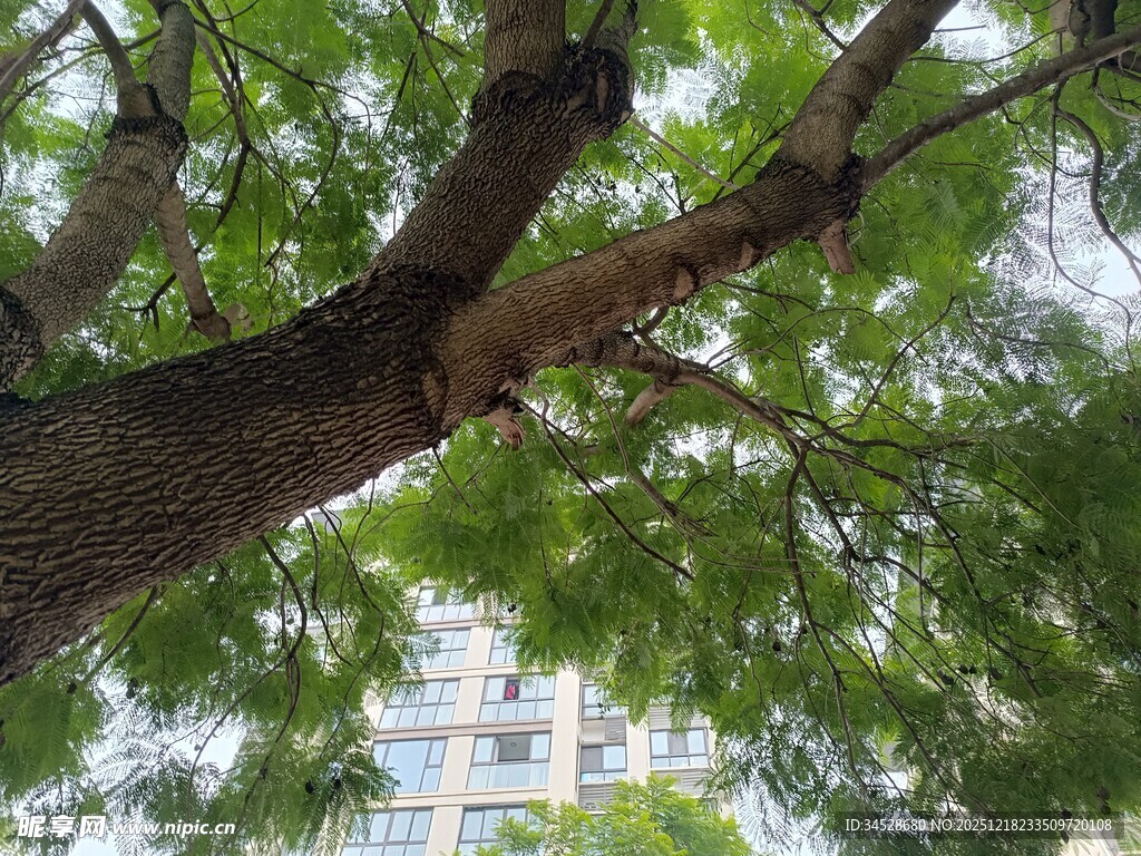 仰视繁茂大树枝叶